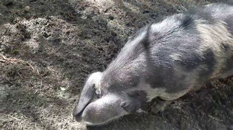 Image result for Peppa Pig Explodes