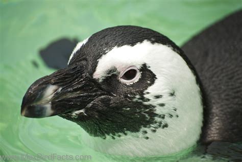 Do Penguins Have Feathers – How to Stay Warm in Antarctic Waters Only ...