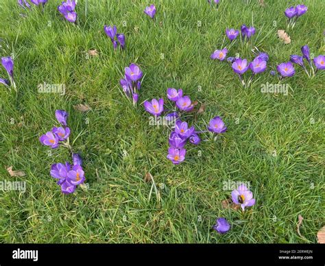 Purple Flowers Growing In Grass