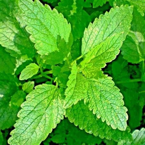 1500 Lemon Balm Citronella Perennial Seeds Mosquito Insect Repellent ...
