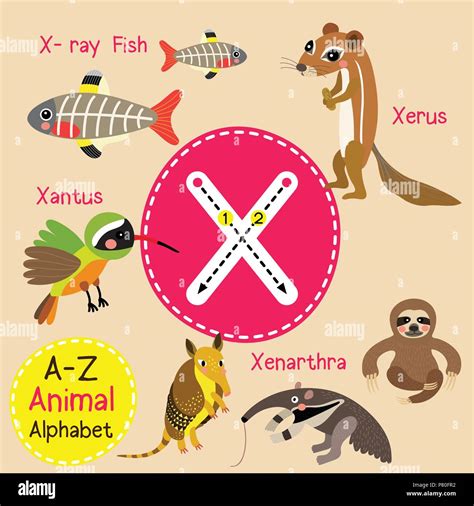 Cartoon X Ray Fish High Resolution Stock Photography and Images - Alamy