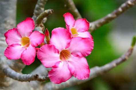 Quran Radio From Sharjah Listen Live - 102.7 MHz FM, Sharjah, UAE ...