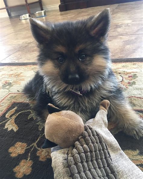 Canine Dwarfism 4 Year Old German Shepherd With Rare Form Of Dwarfism