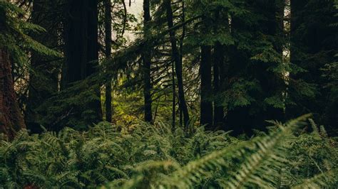 Wallpaper forest, trees, fern, nature, summer, green hd, picture, image