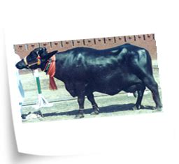 Breeds of cattle and buffalo