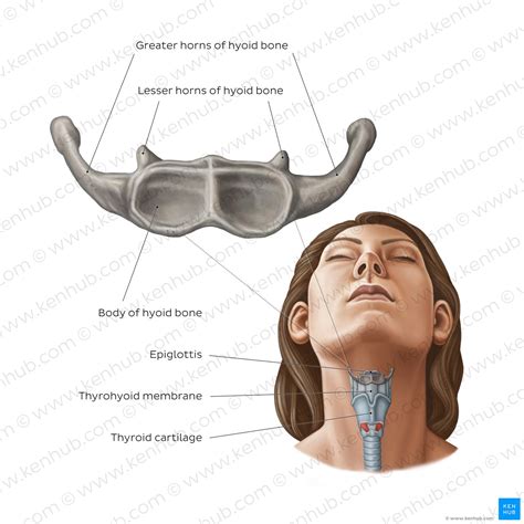 Ct Anatomy Of Hyoid Bone at Diane Arnett blog