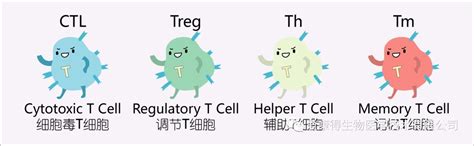 干货！全方位介绍免疫系统相关细胞类别和作用机制_抗原