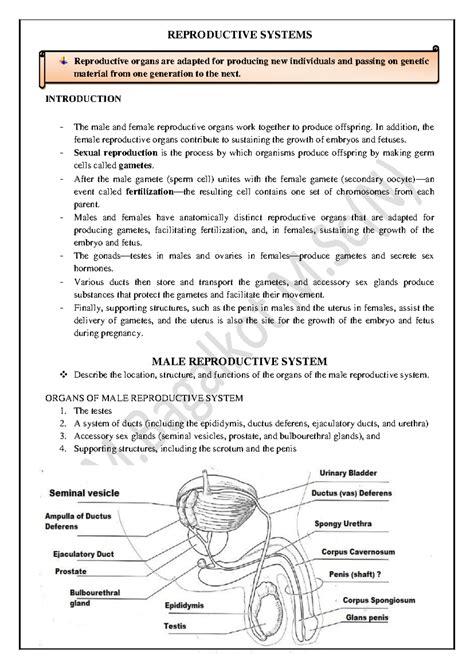Reproductive System Overview: Key Concepts and Functions - Studocu
