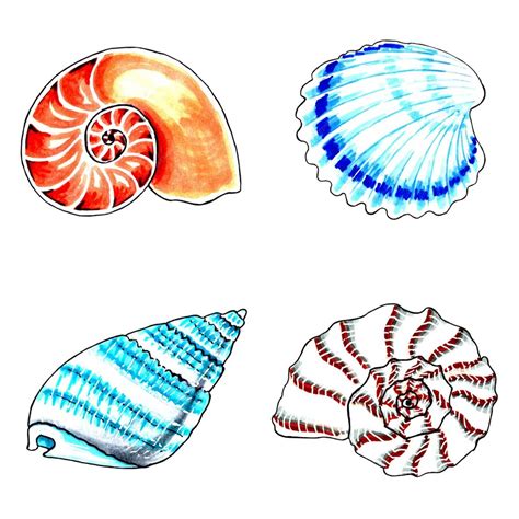 Image result for Shell Drawing Sheet
