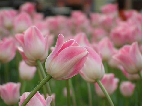 Image result for High Def Spring Backgrounds