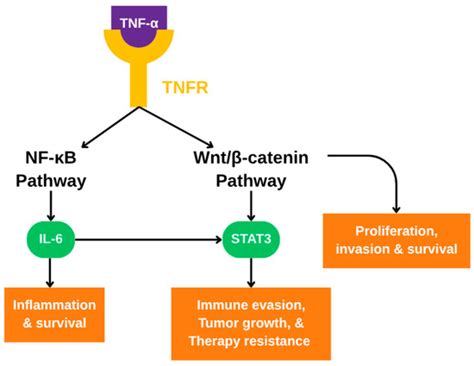 Tumor Necrosis Factor-Alpha’s Role in the Pathophysiology of Colon Cancer
