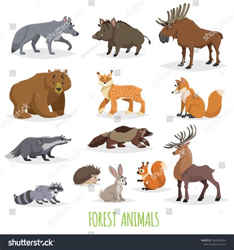 Set Woodland Forest Animals Europe North Stock Vector (Royalty Free) 1565492614 | Shutterstock