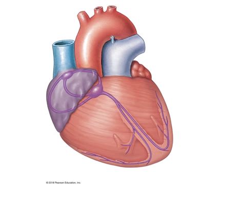 Image result for Cardiac Conduction System Disorders