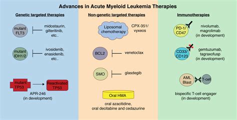 What Is Acute Myeloid Leukemia Aml Cancer Refractory Acute Myeloid