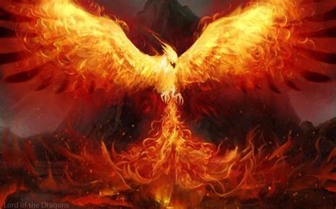 Custom Task Evaluation - Phoenix HD Wallpaper HD Wallpaper