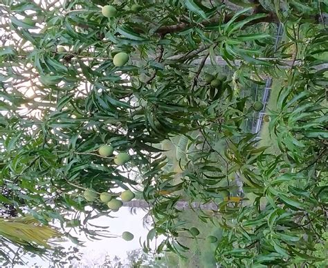 PRISTINE BEACH RESORTS (Diglipur, Andaman and Nicobar Islands) - Hotel ...