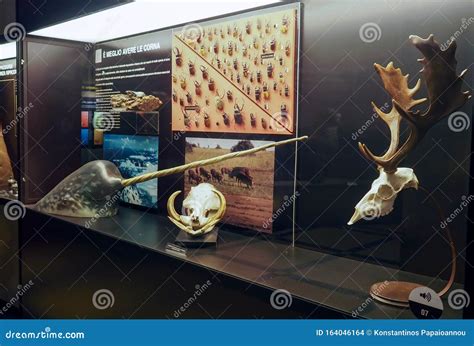 Museum of Zoology in Rome, Italy Editorial Stock Image - Image of landmark, ecosystem: 164046164