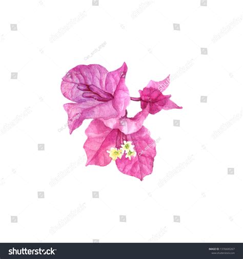 Watercolor Drawing Bougainvillea Flower Isolated White Stock ...