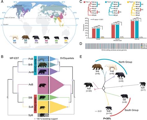 Ursidae Evolution