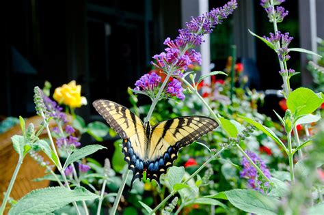 Growing Butterfly Bushes | Buddleia Planting & Care Guide