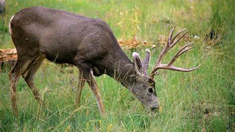 Deer hunting season begins this weekend in Kentucky, Indiana