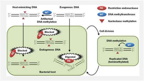 Image result for Modifying Enzyme Reaction