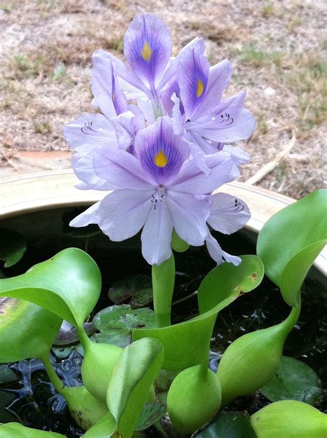 Water Hyacinth Floating Plant
