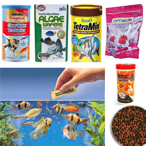 Online Aquarium Fishes | FRESHWATERAQUATICA