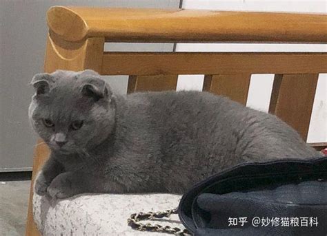 盘点猫咪明星：我们竟追过这么多只猫 - 每日头条