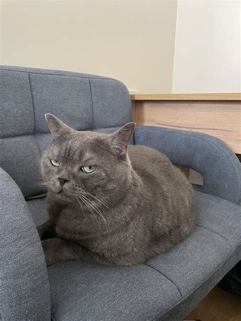 The side-eye | Cats | Know Your Meme