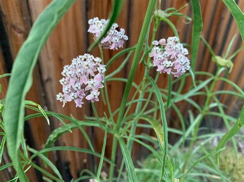 Asclepias Fascicularis Narrowleaf Milkweed (Asclepias Fascicularis)