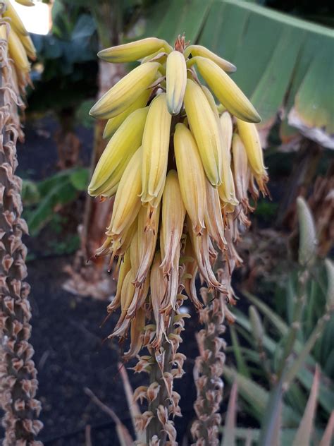 Aloe vera (L.) Burm.f. | Plants of the World Online | Kew Science