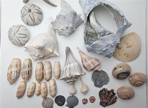 Sea Shell Collections 的图像结果