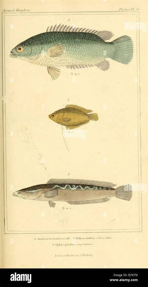 Zoological Classification 的图像结果