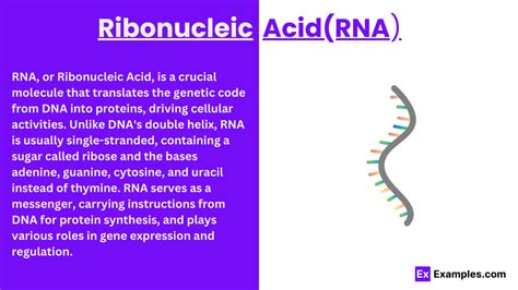 Image result for How RNA Work