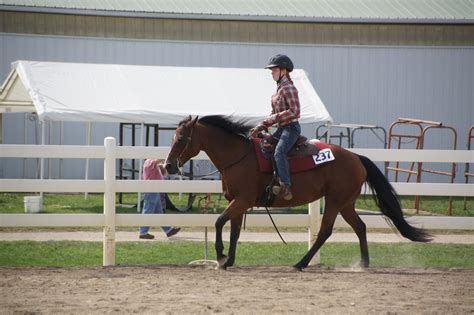 Reining Collection 的图像结果