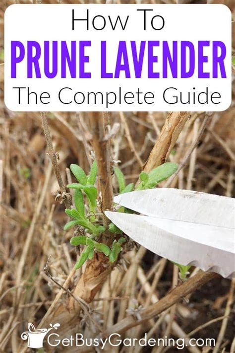 Lavender Pruning Tips 的图像结果
