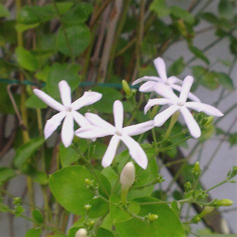 Buy Jasmine Auriculatum (Juhi) Plant – Fragrant White Flowering Shrub