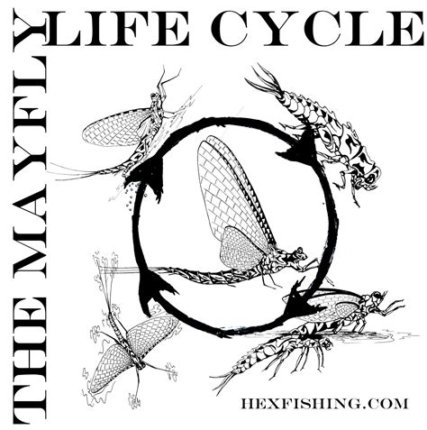 A Year On The Fly: Fly Friday - Illustrating The Mayfly Life Cycle