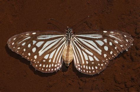 Parantica aglea aglea | Butterfly