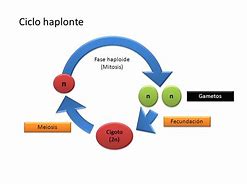 Image result for diplo-haplont
