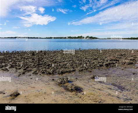 Oyster shells in shallow water, low tide on the west coast, islands in ...