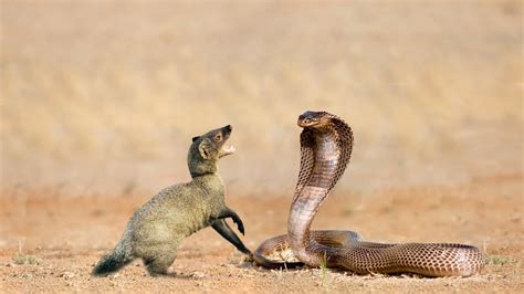 King Cobra VS Mongoose Fight: जहरीले किंग कोबरा से भिड़ा नेवला, वीडियो ...