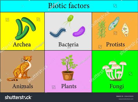 Biotic Factors Examples