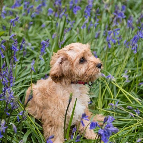 Image result for Cavapoo Play