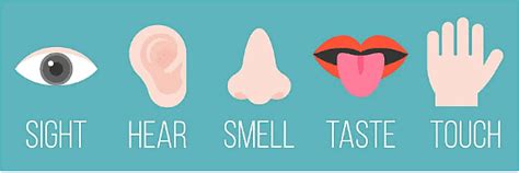 Sense Organs - 2 Class 1 Worksheet EVS