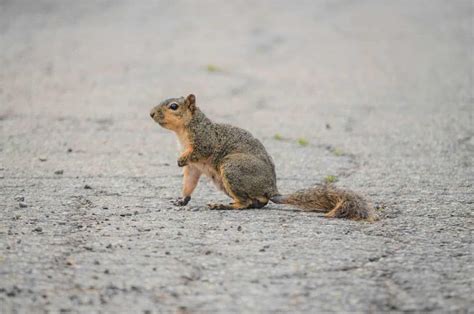 Image result for Girls Running Over Squirrels with Their Cars