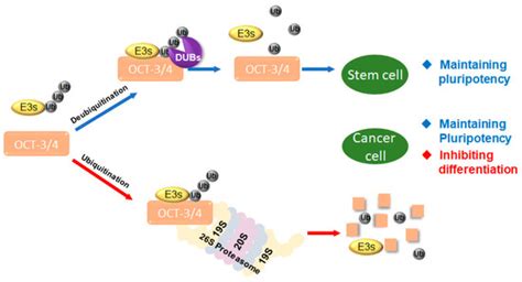 Cellular Functions of OCT-3/4 Regulated by Ubiquitination in ...