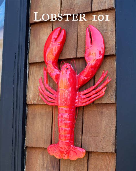 Lobster 101: All about Maine Lobsters from Lobster Experts