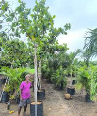 Terminalia Catappa | Wholesale Plant Supplier in India – Bagwani Nursery